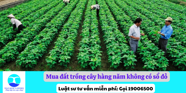 Mua đất trồng cây hàng năm không có sổ đỏ có được cấp giấy chứng nhận không theo quy định